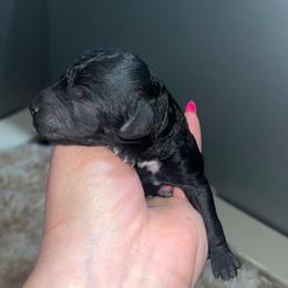 Girl 3 - Black female Poodle puppy in Calimesa, California from Teakwoodpoodleofsocal
