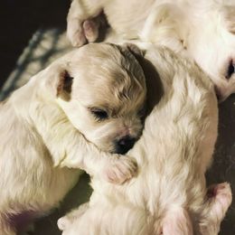 Bichon Frise Puppies from Four Oaks
