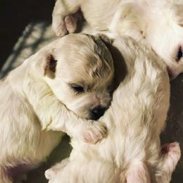Bichon Frise Puppies from Four Oaks