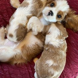 Cavalier King Charles Spaniel Puppies from Country View Cavaliers