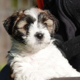 Patriot - White and tan male Russell Terrier puppy in Royal Oaks, California from Rose In Vale Russell Terriers