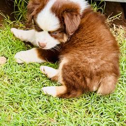 Red Tri blue eyes 1 - Red tri male Toy Australian Shepherd puppy in Oklahoma City, Oklahoma from Faith River Aussies