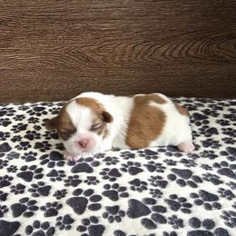 Boy 2 - Liver and white male Shih Tzu puppy in Meadows Of Dan, Virginia from Walt’s Shih Tzus