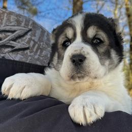 Abigail - White female Central Asian Shepherd Dog puppy in East Camden, Arkansas from Stars in the Skyes