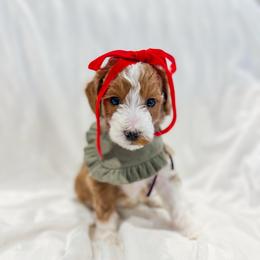 Faline - Red  female Goldendoodle puppy in Sulphur, Louisiana from Curly Q’s Of Carlyss