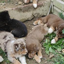 Australian Shepherd Puppies from Red Five Kennels