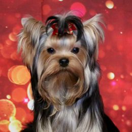 Emma - Yorkshire Terrier