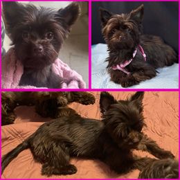 Meena - Yorkshire Terrier