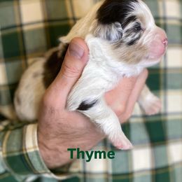 Thyme - Blue merle male Miniature American Shepherd puppy in Riverton, Utah from Iron Spirit Homestead & Aussies
