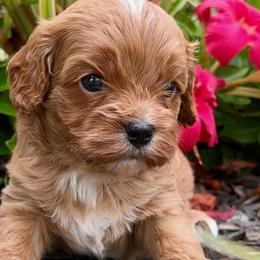 Cavalier King Charles Spaniels and Cavapoos from Primrose Pups