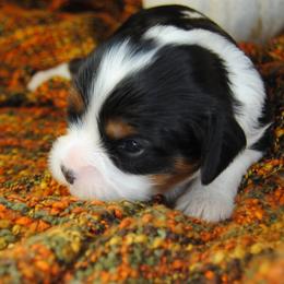 Bonnee - Tri-color female Cavalier King Charles Spaniel puppy in Mountain Grove, Missouri from Dogwood & Sassafras Companions