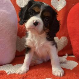 Gamora - Tri-color female Cavalier King Charles Spaniel puppy in Channahon, Illinois from Marvelous Cavalier King Charles Spaniels