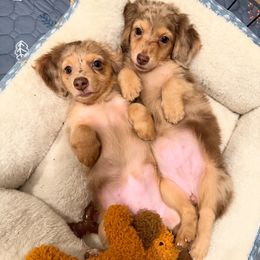 Bulldogs, Dachshunds, and Poodles from Short N' Sweet Ranch