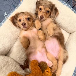 Bulldogs, Dachshunds, and Poodles from Short N' Sweet Ranch