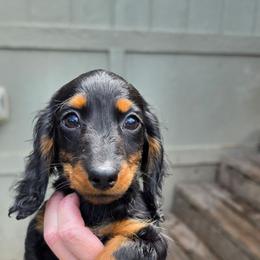 The Cheshire Cat- Alice in Wonderland Theme Litter. - Blue and tan female Dachshund puppy in Woodland, Washington from SJs Dachshunds