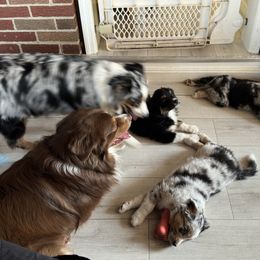 Australian Shepherd Puppies from Caramel Bliss Aussies - NJ NYC