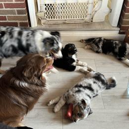 Australian Shepherd Puppies from Caramel Bliss Aussies - NJ NYC