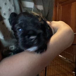 Male 2 - Black and white male Cocker Spaniel puppy in Columbia, South Carolina from Fleur de Lis Cockers- Cuchna Cockers