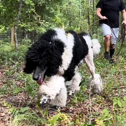 Poodles from JHT’s Standards