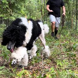 Poodles from JHT’s Standards