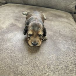 Dachshund Puppies from Barnes Family Kennel