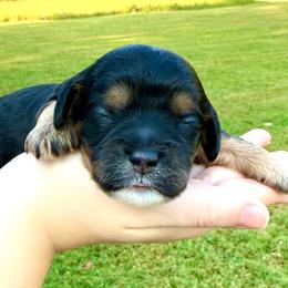 Rocky - Brown and tan male Cockapoo puppy in Liberty, Kentucky from Kentucky Cockapoos