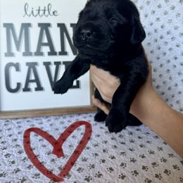 Labrador Retriever Puppies from Lonestar Labradors C&E