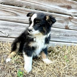 Harper - Black tri female Miniature Australian Shepherd puppy in Saint Cloud, Florida from Dirty Paws