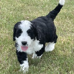 Bernedoodle Puppies from Sadie’s Doodles