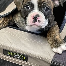 Boston Terrier Puppies from Day Root Enterprises Inc.