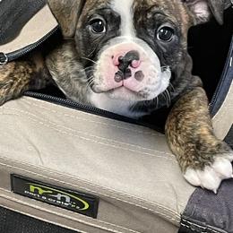Boston Terrier Puppies from Day Root Enterprises Inc.