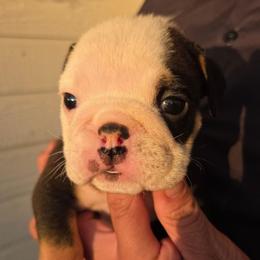 Rocker - Black tri-color male Bulldog puppy in Perris, California from Ohana_626_kennels