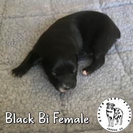 Willa - Black & white female Miniature Australian Shepherd puppy in Jaroso, Colorado from Heaven Sent Aussies