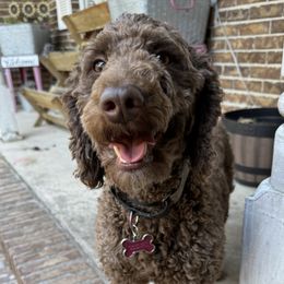 Cocoa - Goldendoodle