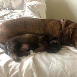 Dachshund and Siberian Husky Puppies from Carmen Coon's Dachshunds and Huskies