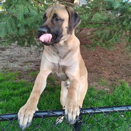 Mastiffs from Miller's Mastiffs of PA
