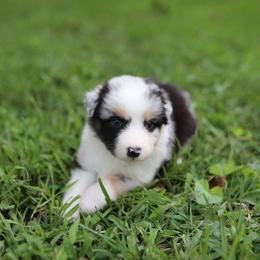 Zoey - Blue merle female Australian Shepherd puppy in Bagley, Iowa from Diamond M Aussies