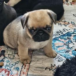 Male N2 - Fawn male Pug puppy in Jacksonville, North Carolina from Coliseum de Cassiope