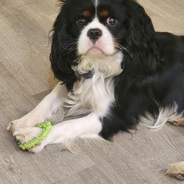 Hit Parade's Mack the Knife - Tri-color male Cavalier King Charles Spaniel puppy in Albany, Oregon from Hit Parade Cavaliers