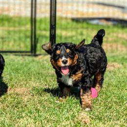 Bernedoodle Puppies from Rafter 58 Bernedoodles