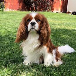 Cavalier King Charles Spaniel puppies from Ikkes Cavaliers MRI cavaliers in Utah