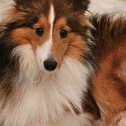 Shetland Sheepdogs from Kim's Shetland Sheepdogs
