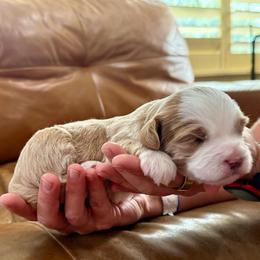 Ruby - Red female Bernedoodle puppy in Murray, Utah from Sun Valley Doodles