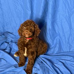 Rhaenys - Brown female Poodle puppy in Atlanta, Georgia from Syren House Doodles & Poodles