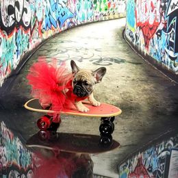 Bulldog and French Bulldog Puppies from AdoraBull Bulldogs