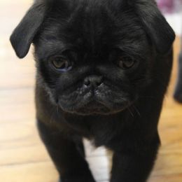 Pug Puppies from Pug Puppies of Boston
