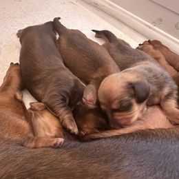 Dachshund puppies from Flanagan’s Pride of Scotland