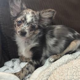 Ella Mae - Chihuahua