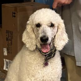 Poodles from Linda's Poodles