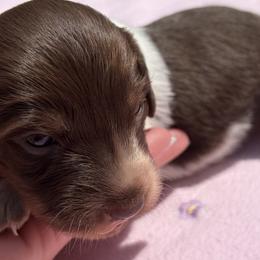 Girl 2 - Piebald female Dachshund puppy in Columbiana, Alabama from Tonya's Dachshunds